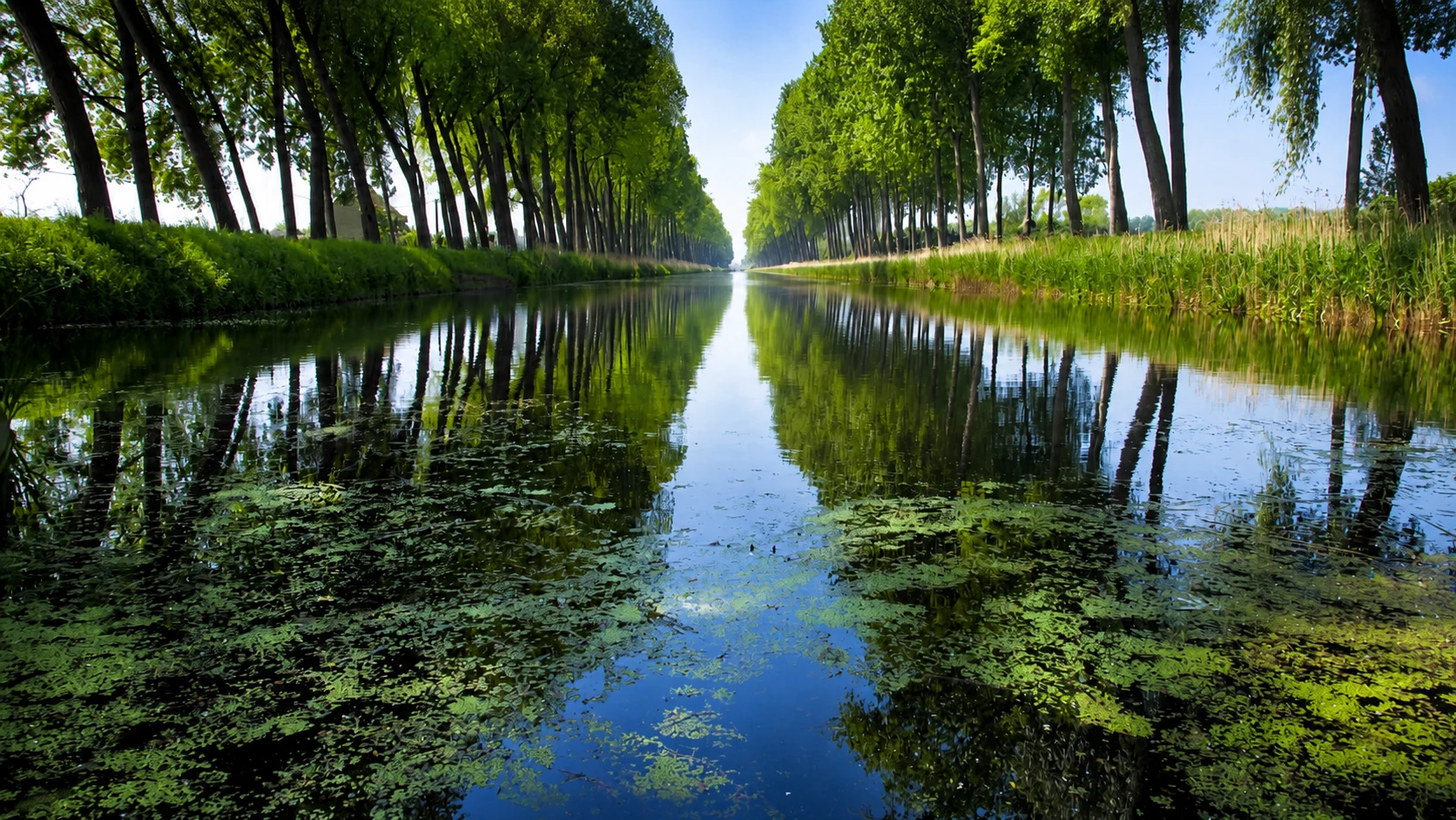 Le Damse Vaart et ses peupliers reflétés dans l’eau